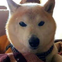 屏風岩公苑で鳥見／奈良県・曽爾村