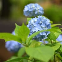 花と緑の散歩道
