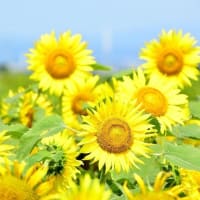 ★笑いを色で表現するとしたら？