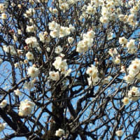 池上の梅はあと２週間後かな??