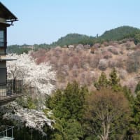 全身で感じた、吉野山の桜