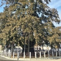 与野の大カヤ