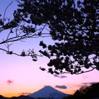 黄昏桜、富士の春