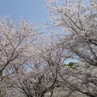 春ですね～福岡は桜が満開♪…終われば初夏