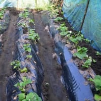 暑さにグッタリ　草刈は半分だけ　2025/06/30（鹿児島）