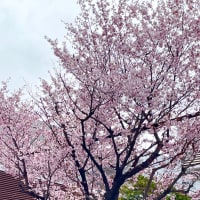 桜咲く北の春と部活・・・