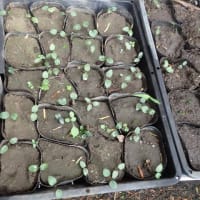 ギフチョウを増やすためのカンアオイ栽培：２０２５年
