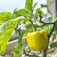野菜たち。