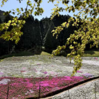 　芝桜の小道が見頃　（ヤマサ蒲鉾）　姫路市　2024．04．14