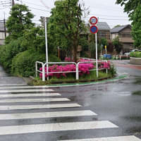 【早朝のお散歩】 24/4/30　雨に濡れて、静寂の朝。明日からは、風薫る５月の始まり
