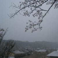 桜にほんとうの雪ふぶき
