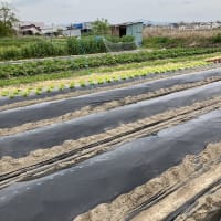 ぺっぺさんのこのごろ