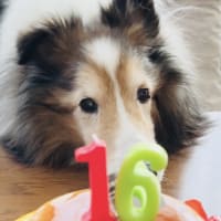 March 31st is Qoo's 16th birthday 🎂いつも応援ありがとうございます💖
