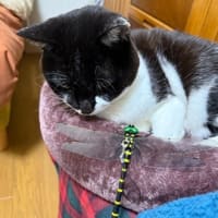 おにやんまくん。