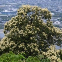 ツブラジイの花と金華山