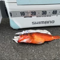 ルアー釣り　6月6日(金)
