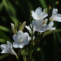 Vol.2052　アヤメ科のワトソニアが咲き始めましたよ。　(Photo No.14710)