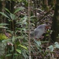 ニューカレドニア国鳥カグー4