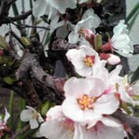 主に委ねる　（詩篇３７：５，６）