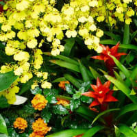 葉花