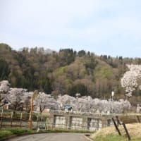 ’25(令和7)年春、東電、西大滝ダム、桜広場　探訪
