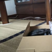 ろくちゃん記念日