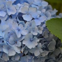雨上がりの紫陽花