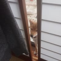 パパラッチとストーカー、柴犬との生活