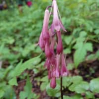 夏の花を見に北信州