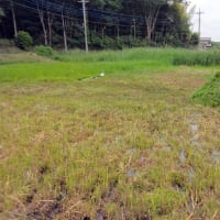 休耕田の草刈り