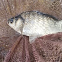 2025/7/8　　　６／８　西の谷池釣り親睦大会