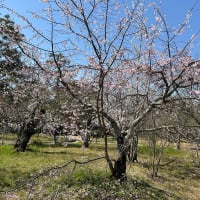  あまり桜を楽しめなかった関西紀行（2024年3月～4月）（Day-3-2）（9）