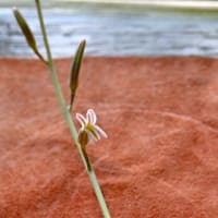 多肉の花が咲きました〜ハオルチア十二の巻