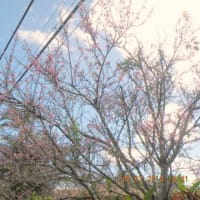 ハワイの桜？を探訪