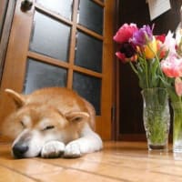 花盛り！　チューリップ咲いた咲いた☆彡　お花元気、お鼻も元気！？