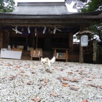 アズキさん kikiさん 吉水神社に来ました。