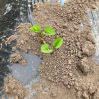 夕方ちょっとだけ畑仕事