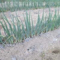 長ネギの１回目の追肥と土寄せ