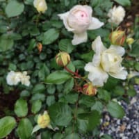 薔薇と野菜
