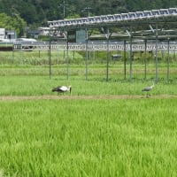2025年07月19日　コウノトリ目撃情報