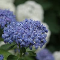 🧹🐍❻　    梅雨休み・・・　草木の時が止まる　　梅雨に濡れて帰る　　イラン核施設攻撃の真意は　　トランプ大統領を信頼したい