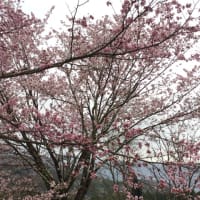 白馬村桜