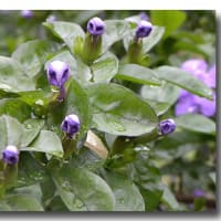 ムラサキ露草