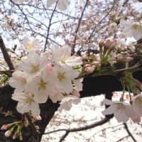 今年の桜。
