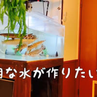 アクアリウム　水が汚いキミへ