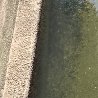 2025.6.7  天然遡上越後むらかみ清流三面川水系