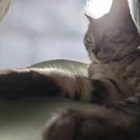 今年もよろしくお願いします