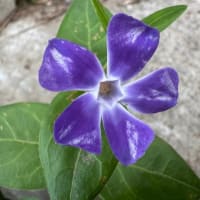 この頃の身近な花