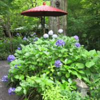 鎌倉散歩～一条恵観山荘・庭園