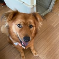 里親会のお知らせ